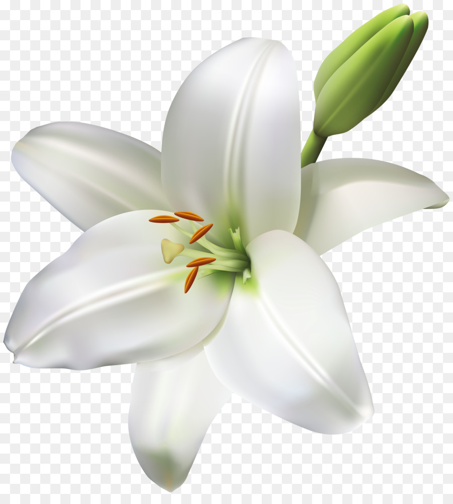 Easter Lily Background