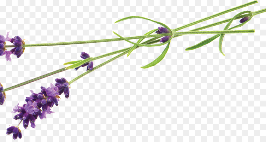 English lavender Parfüm Kann Stock-Foto - Lavendel Grenze