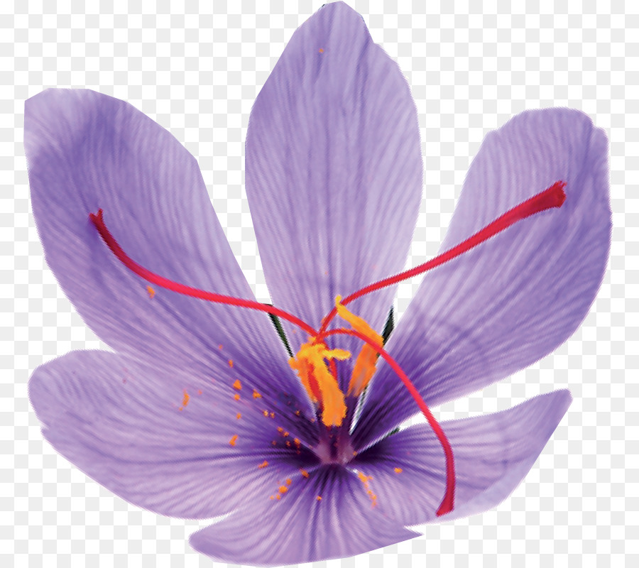 Saffron Flower