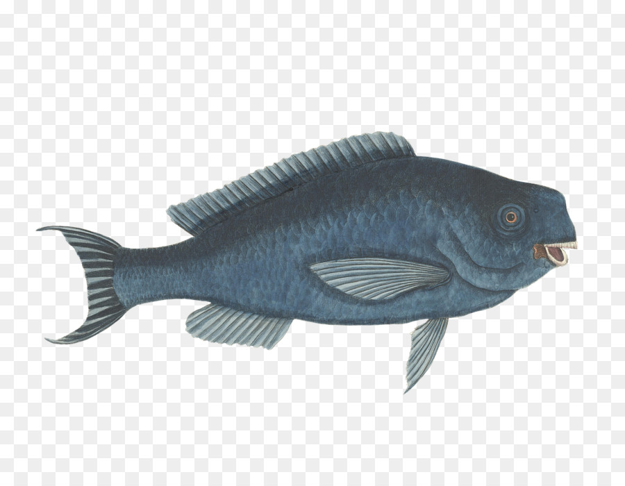 Papageienfische Meer Aquatic animal Clip art - Fisch