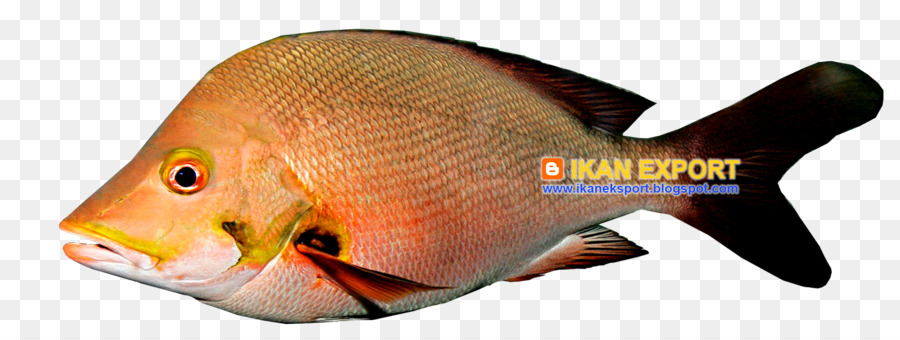 Cá Trắng thịt phi Lê Coral trout - cá
