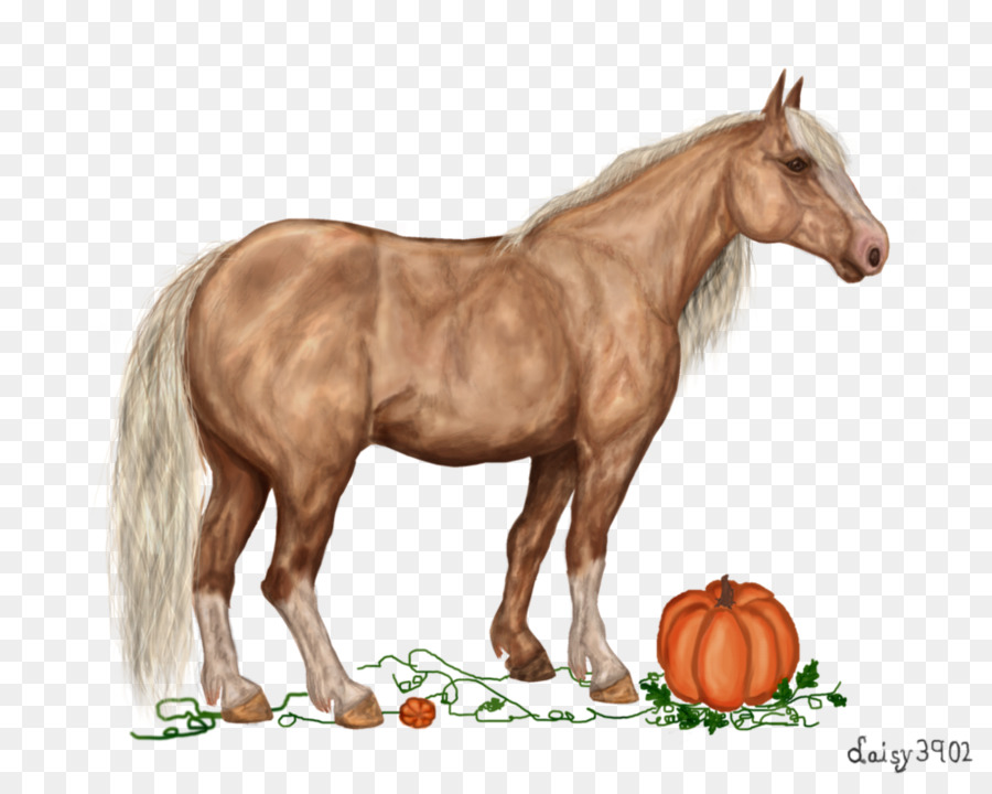 Mustang Ngựa Ngựa Ngựa Mare - mustang
