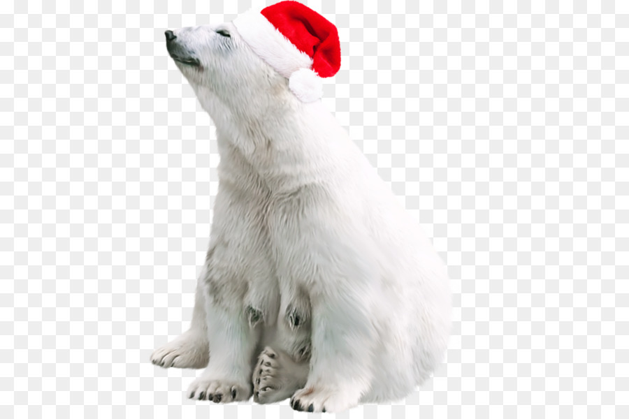 Orso polare, orso Bruno, Clip art - La carta è andata
