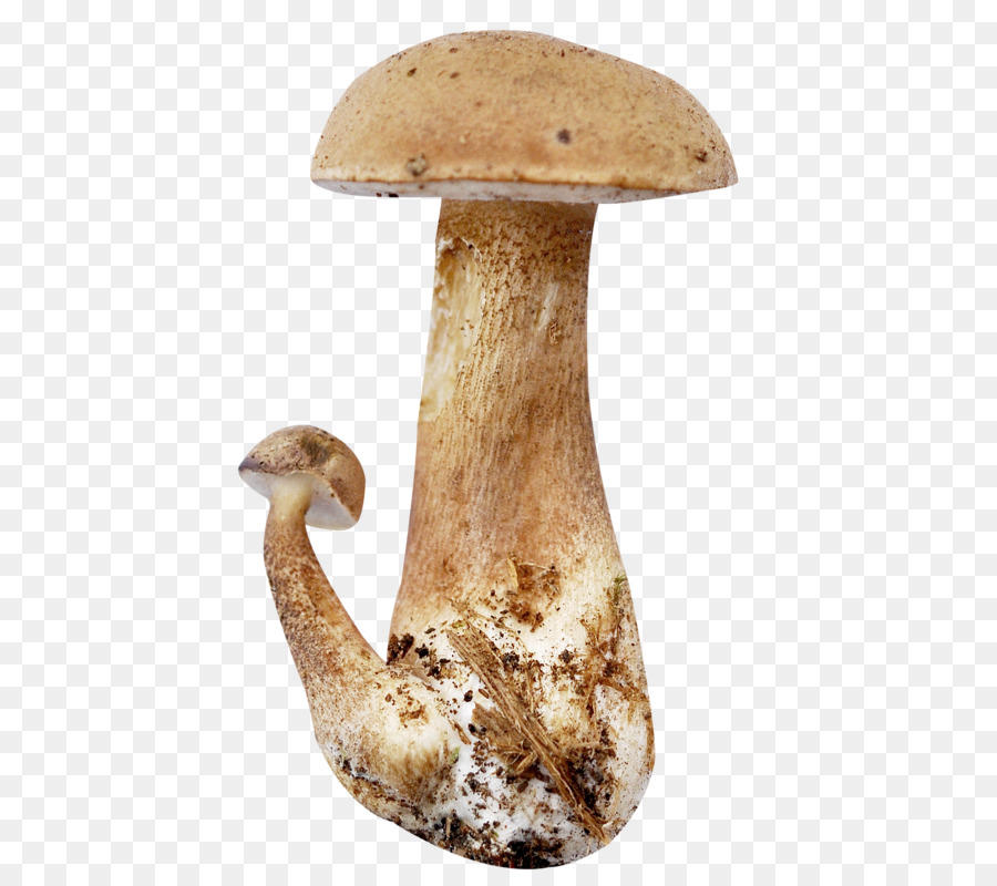 Pleurotus eryngii Funghi Scaricare - funghi champignon