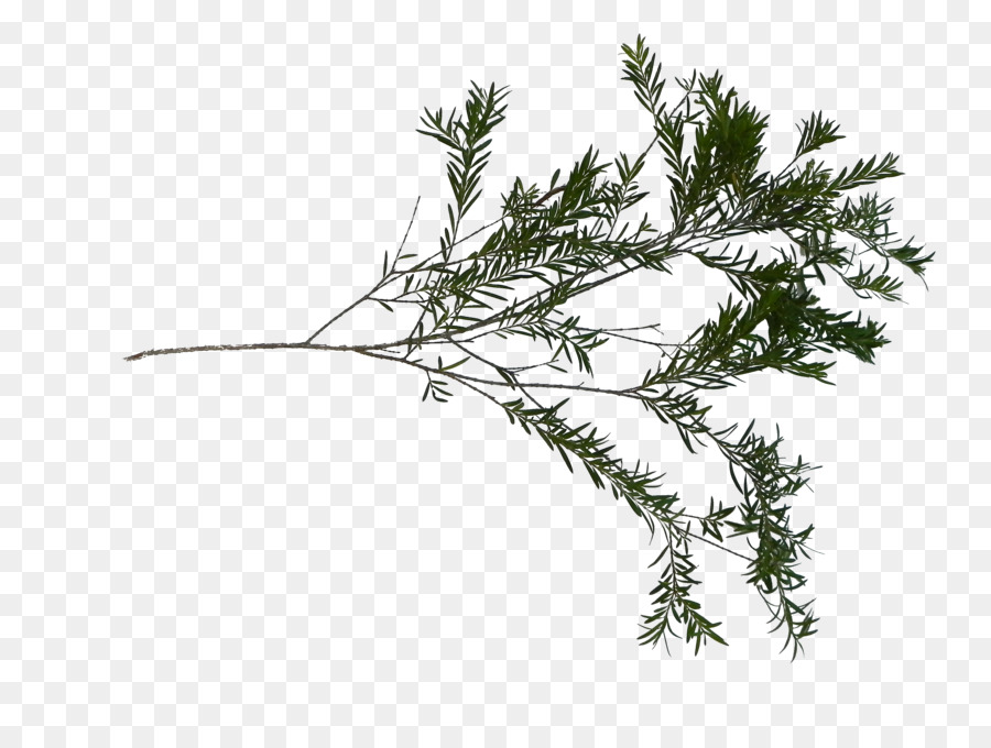 Zweig, Gräser, Pflanze, Stamm-Blatt-Familie - Sketchup