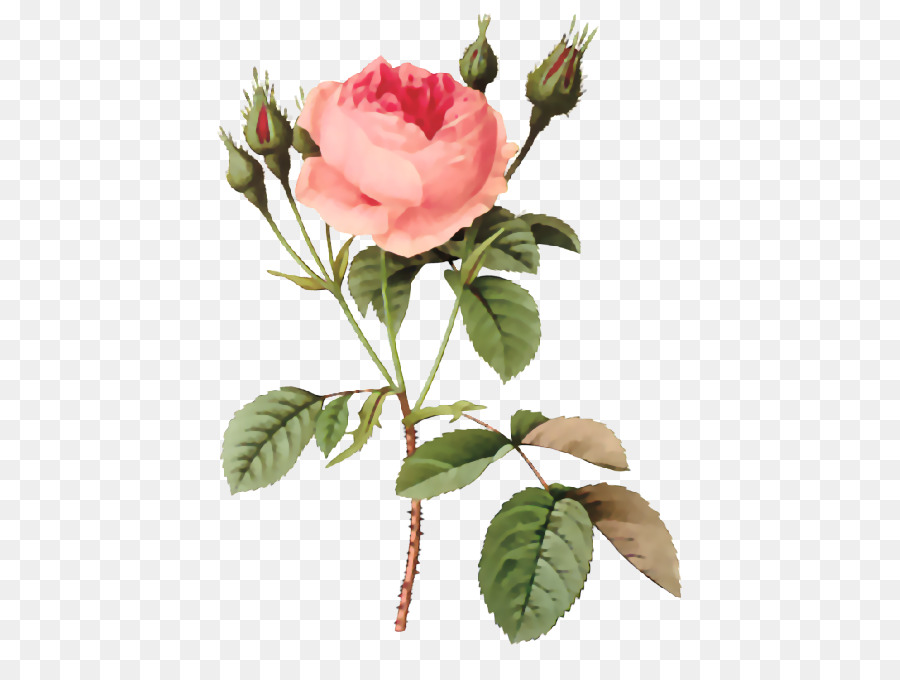 Les roses Fiori di Cavolo rosa Incisione Pittura - fiori