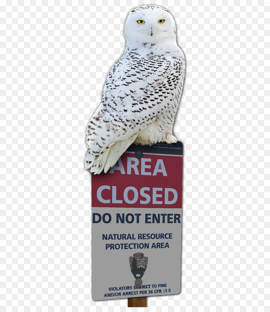 Owl Werbung Schnabel - Eule