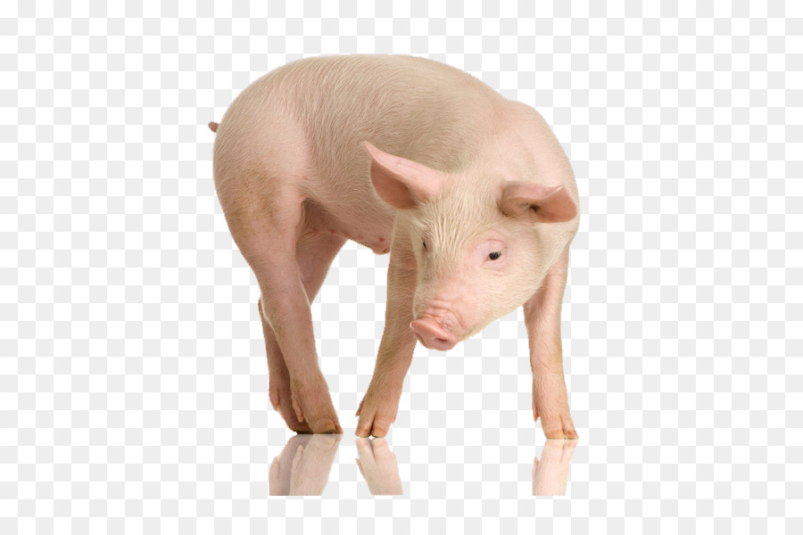 Große Weiße Schwein britische Landrasse Schwein Stock Fotografie - Schwein Fliegen