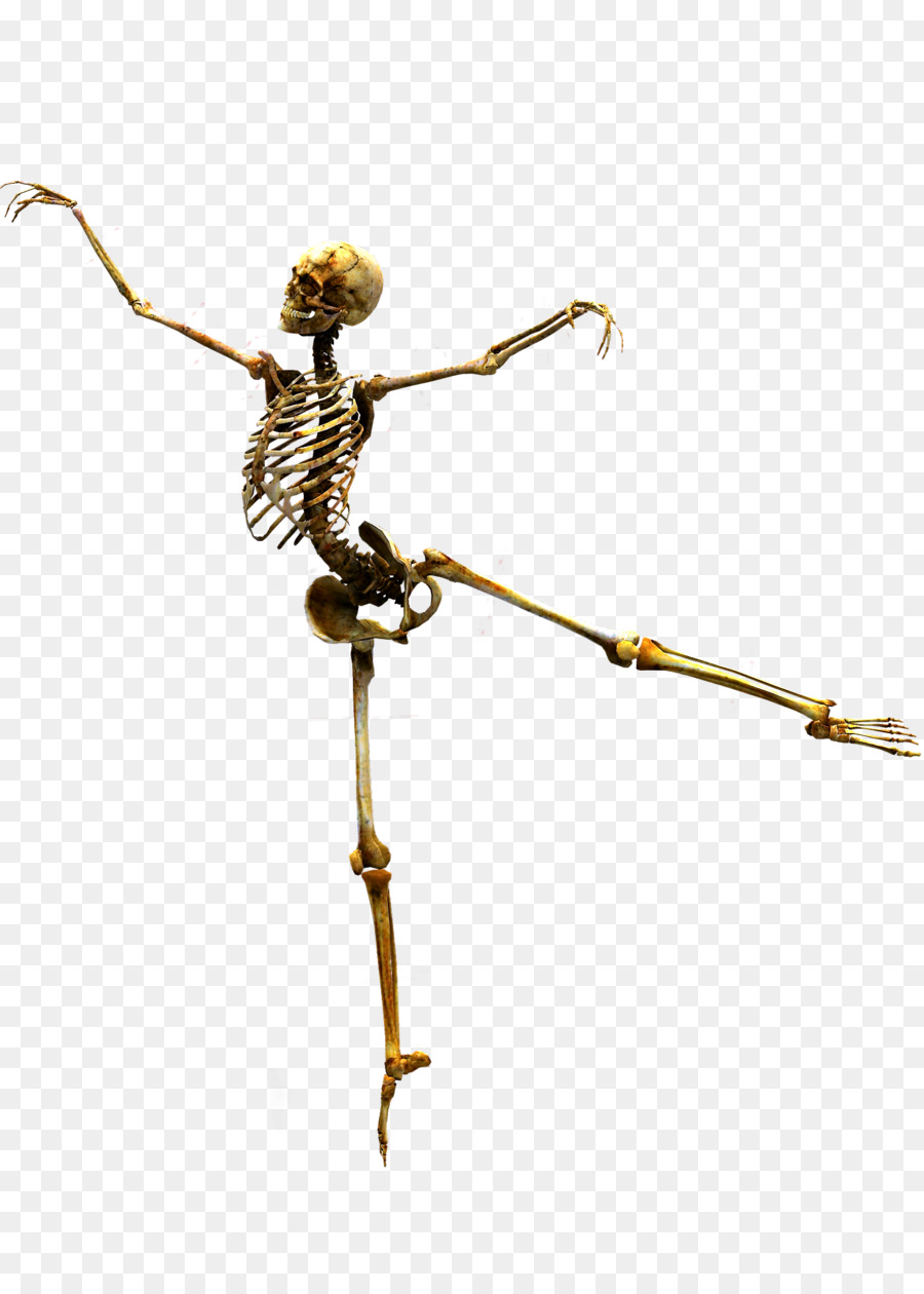 Skelett Schädel Knochen Clip-art - Skelett