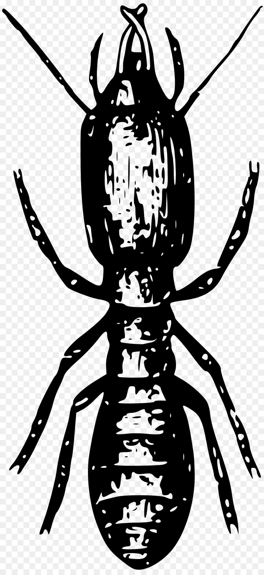 Insetto Termite Clip art - insetto