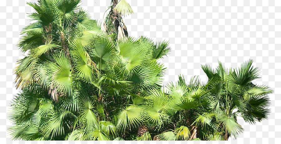 Arecaceae Everglades palme Subtropicali - saw palmetto