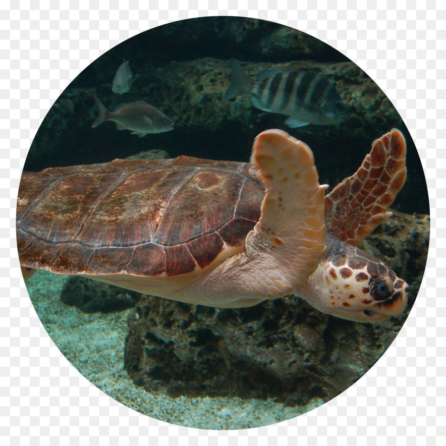 Tartaruga del mare Acquario di Gijón Acquario tartarughe Scatola - tartaruga