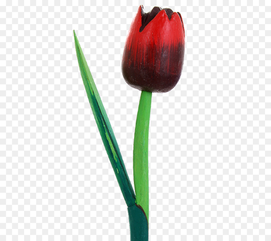 Tulip Petal Pflanze, Stängel, Knospe, - Tulip