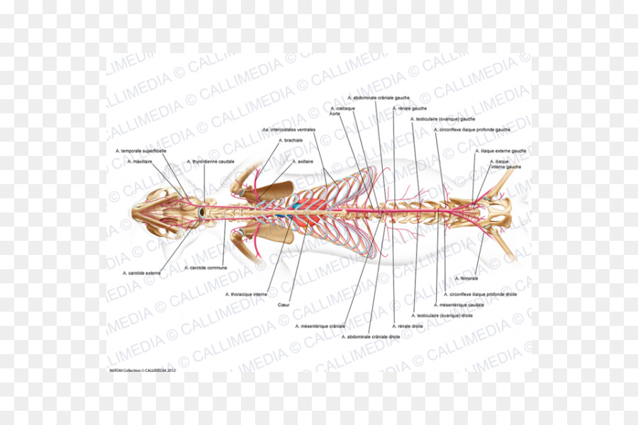 Median sacral artery Gesäßmuskulatur Internen pudendal Arterie, Anatomie - Femoralis
