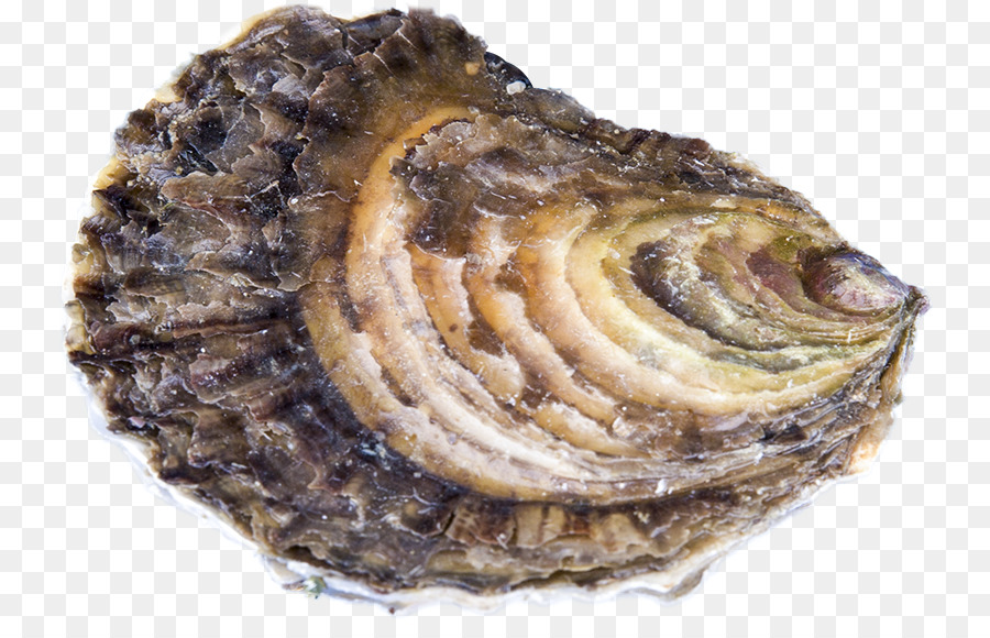 Austernzucht Muschel Muschel Ostrea edulis - formen