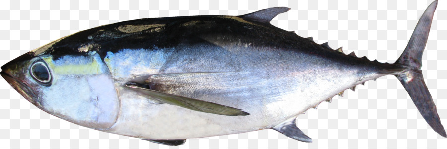Thunnus Fischereiprodukte fettem Fisch Milkfish - andere