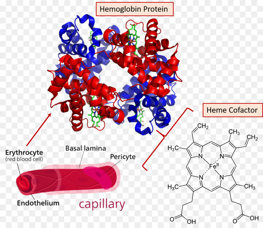 Hämoglobin-Bindungsstelle Roten Blutkörperchen (Häm-Sauerstoff - Blut