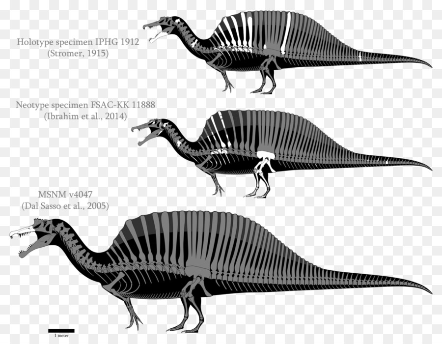 Spinosaurus Giganotosaurus Tyrannosaurus Yangchuanosaurus Allosaurus - Dinosaurier