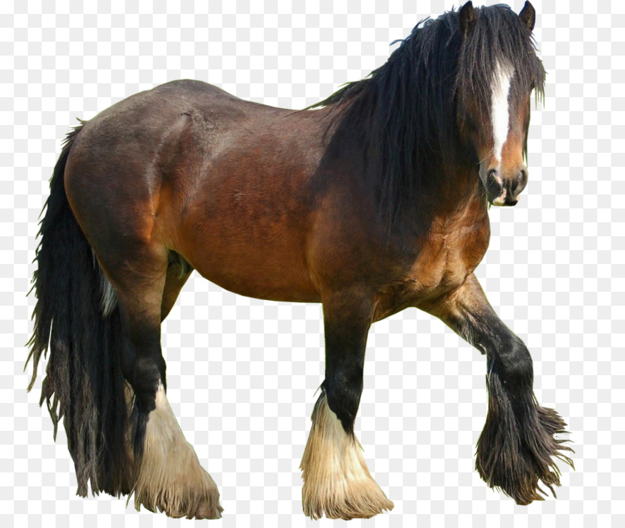 Mustang Nokota horse Hengst Pony Howrse - Mustang