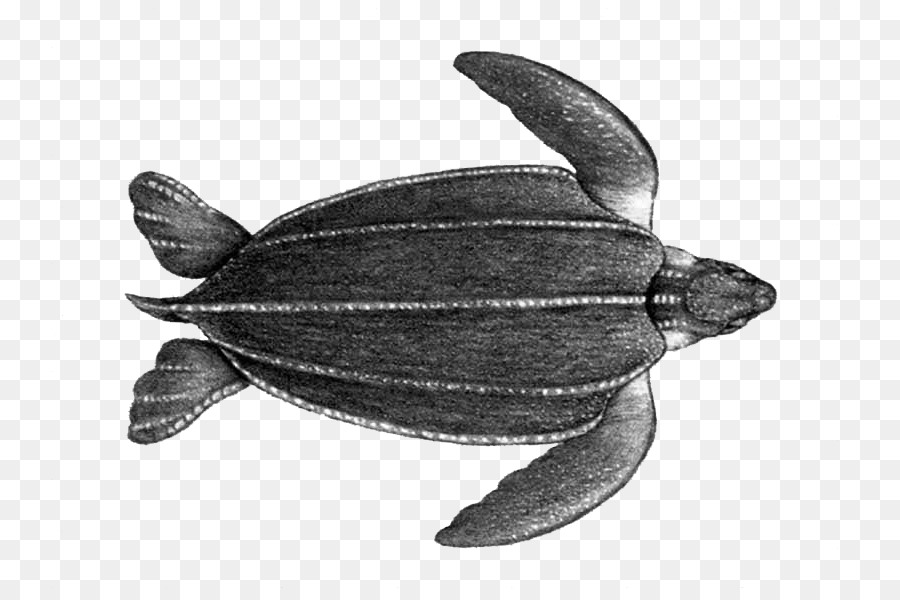 Leatherback sea turtle Caretta Meeresschildkröten Meeressäuger Terrestrischen Tier - Schildkröte