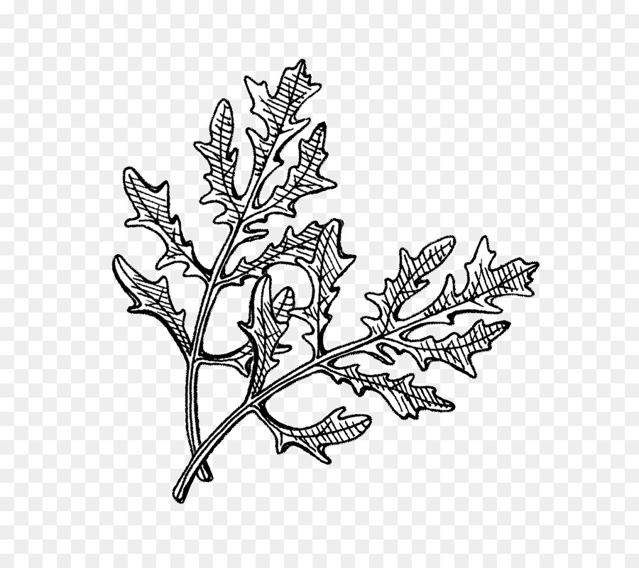 /m/02csf nützliche pflanze Vereinigung Line-art Zeichnung, Anlage - Brassica juncea