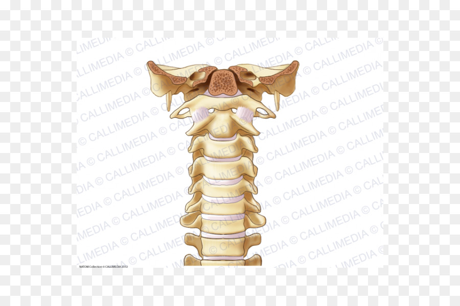 Gelenk der Wirbelsäule, die Knochen Halswirbelsäule Ligamentum - andere
