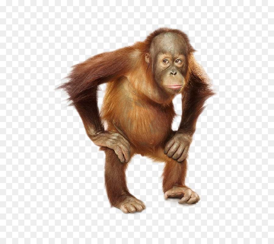 Scimpanzé, Orango Lingue baby Orangutan - scimmia