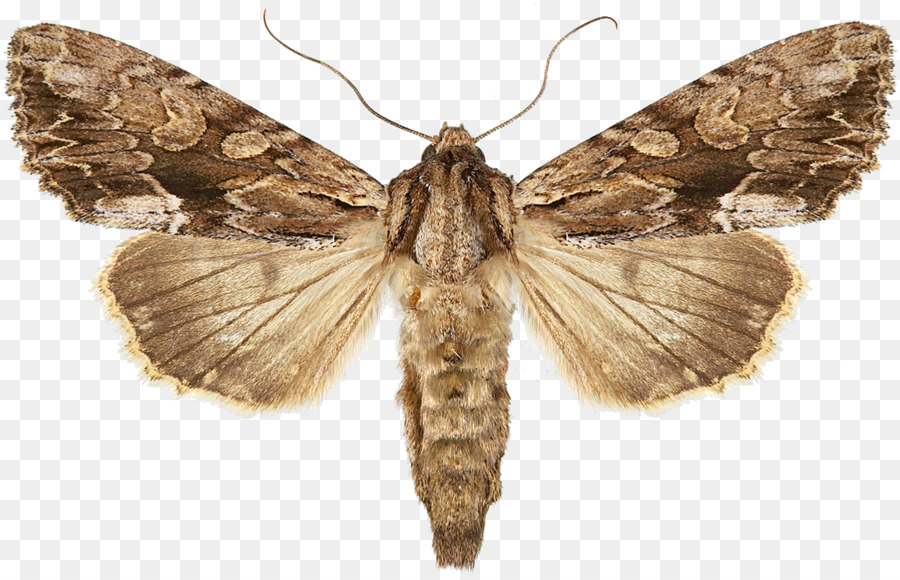 Mõm con bướm đêm Sai tầm ngắn moth Pseudocoremia suavis - côn trùng