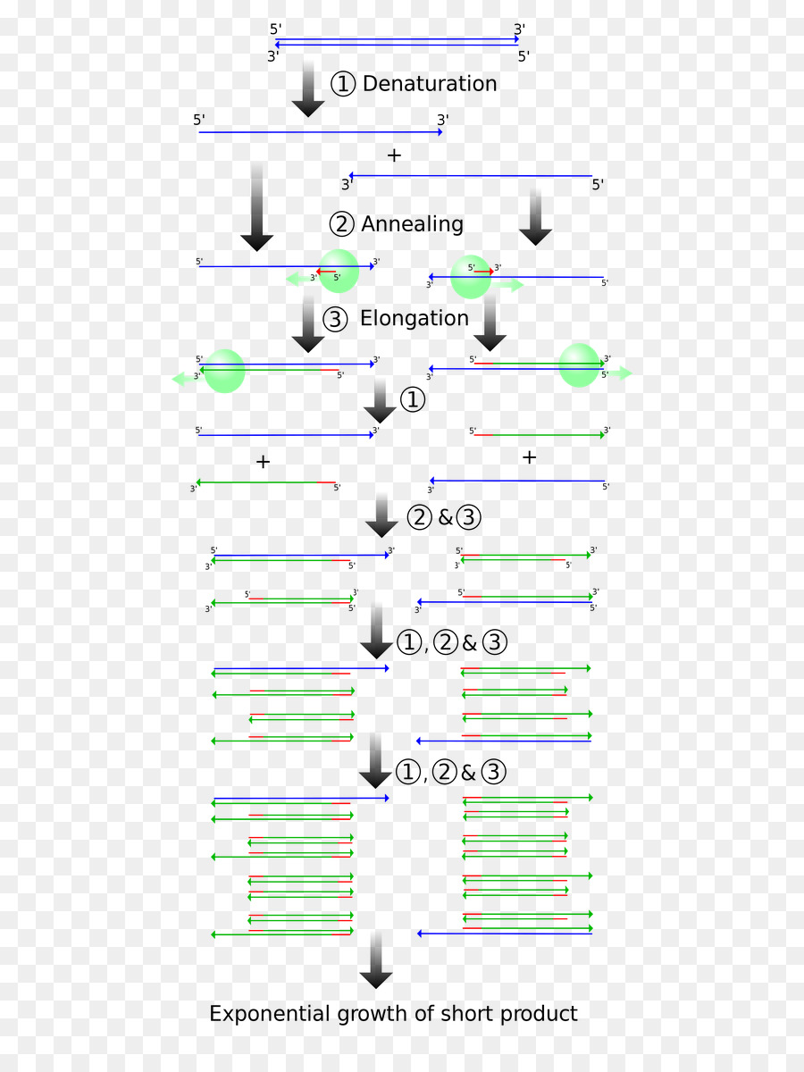 Reazione a catena della polimerasi di clonazione Molecolare DNA polimerasi - vettoriale