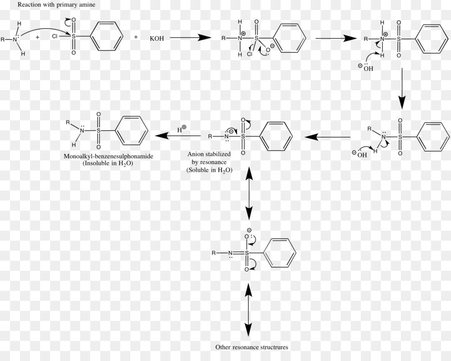 Hinsberg reazione delle Ammine reazione Chimica Documento - altri