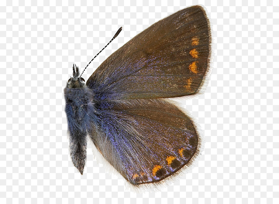 Pinsel footed butterflies Gossamer winged Schmetterlinge Falter Butterfly - Schmetterling