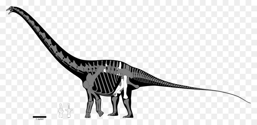Velociraptor Carcharodontosaurus Những Sauroniops Amphicoelias rất - Khủng long