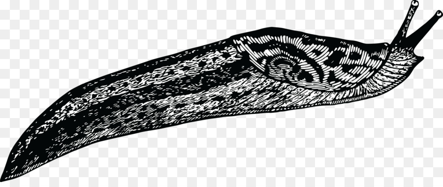 Slug Gasteropodi Clip art - tarantola pelosa