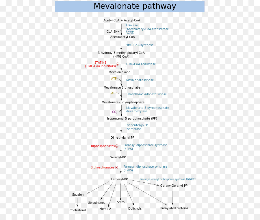 Via del mevalonato Mevalonic acido via Metabolica HMG-CoA reduttasi Dimetilallil pirofosfato - Mevalonato chinasi carenza di