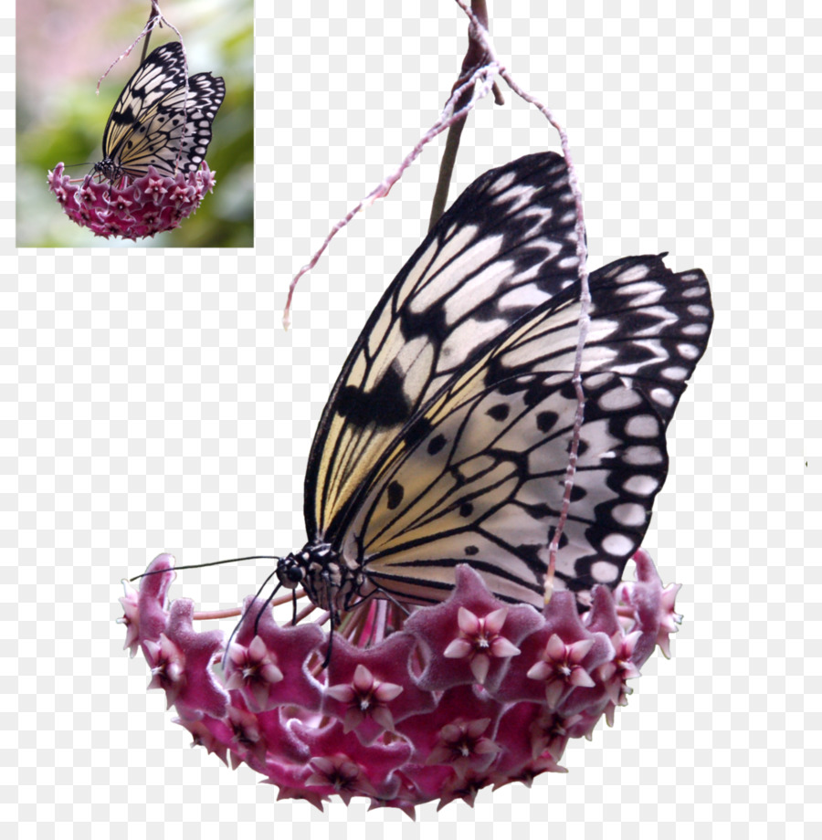 Monarchfalter DeviantArt Pieridae - andere