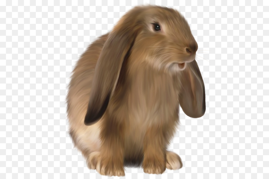 Holland Lop Rex Kaninchen-Inländische Kaninchen Netherland Zwerg Kaninchen Mini Rex - Welpen