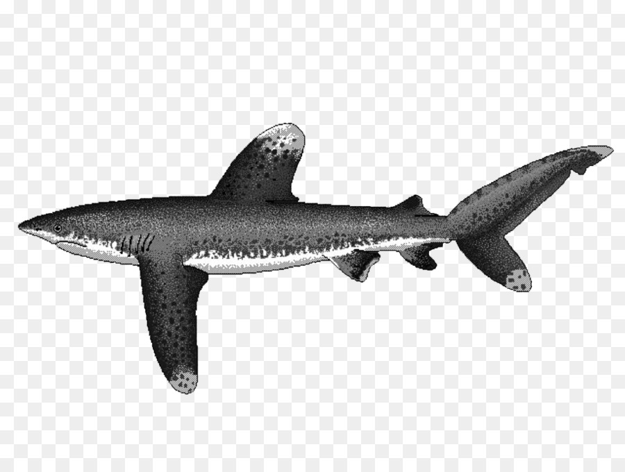 Squaliform Haie Oceanic whitetip shark Carcharhinus amblyrhynchos Silvertip shark Langflossen mako Hai - andere