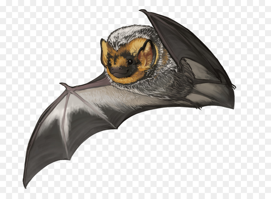 Kitti hog-naso bat Canuti bat Grande flying fox Vampire bat - pipistrello