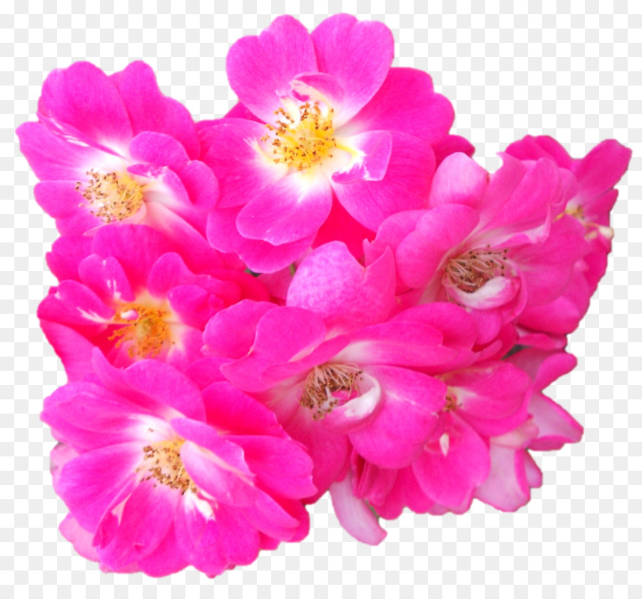 Floribunda Vườn hoa hồng màu Hồng M Cắt Cánh hoa - Hoa hồng