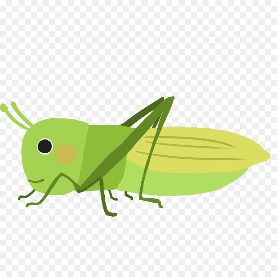 Grasshopper Locust Insetto Clip art - cavalletta