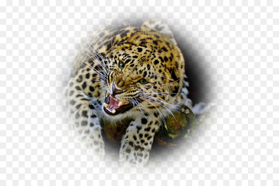 Leopard Jaguar Gepard Felidae Bengal Katze - Leopard