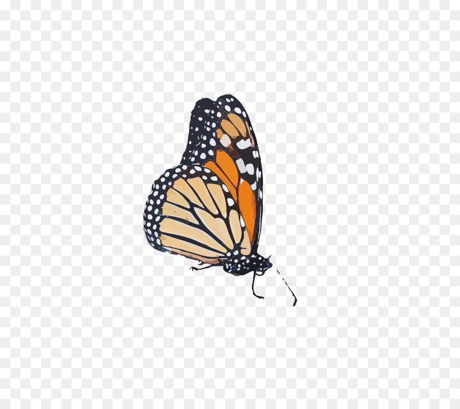 Monarch Schmetterling Schmetterlinge Pieridae Königin - Schmetterling