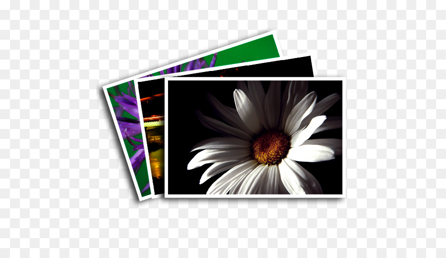 Daisy family-Rechteck-Computer-Icons, die Gemeinsame daisy - andere