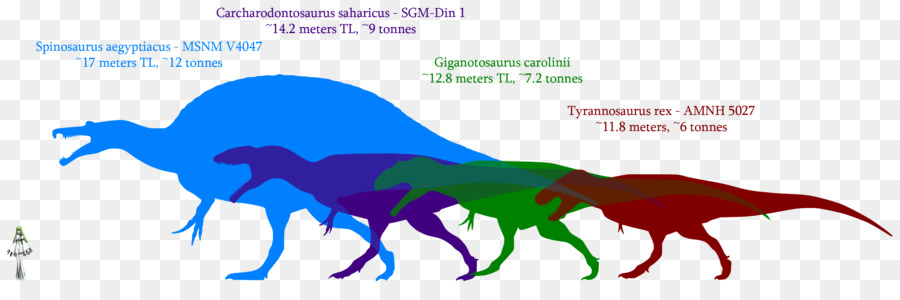 Giganotosaurus Dinosaurier Größe Carcharodontosaurus Mapusaurus Tyrannosaurus - Dinosaurier