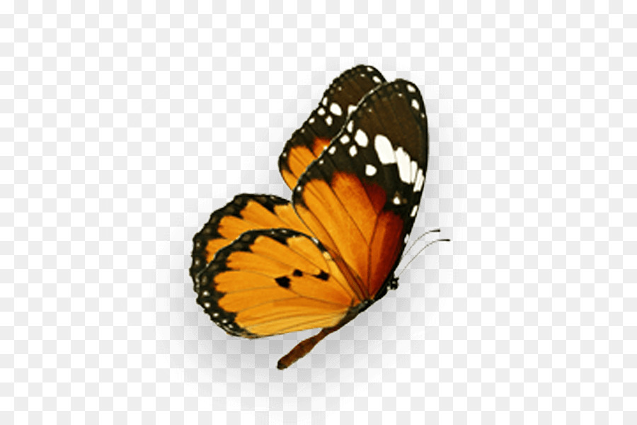 Monarch butterfly Pieridae Fotografie Royalty-free - Schmetterling