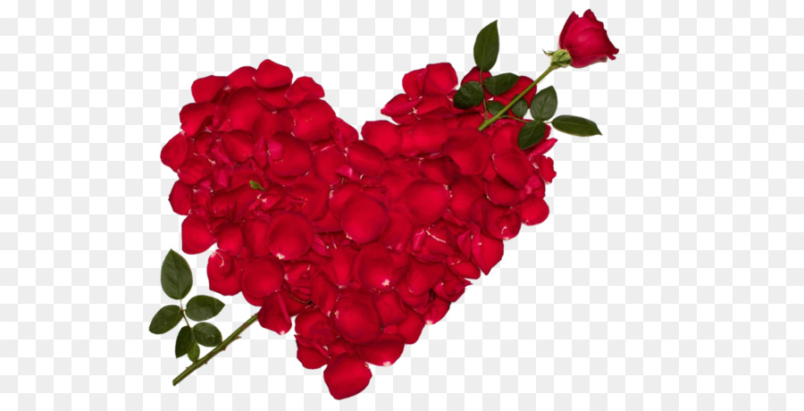 Rose Thích Hoa Ngày Valentine Nền máy tính - Hoa hồng