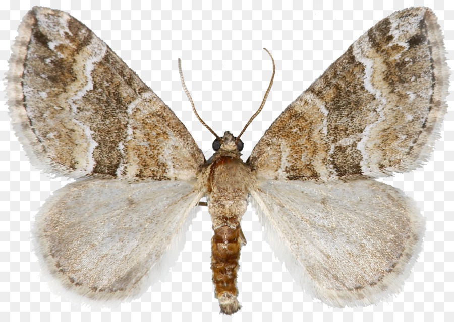Seidenraupe Brown house moth Pinsel footed Schmetterlinge Bläulinge Schmetterling - andere