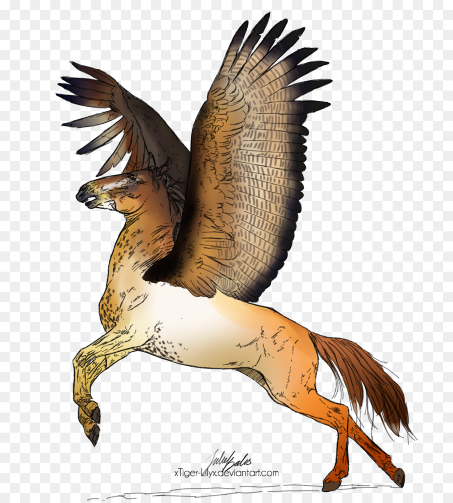 Anatra Cane Canidae Piuma Becco - falco dalla coda rossa