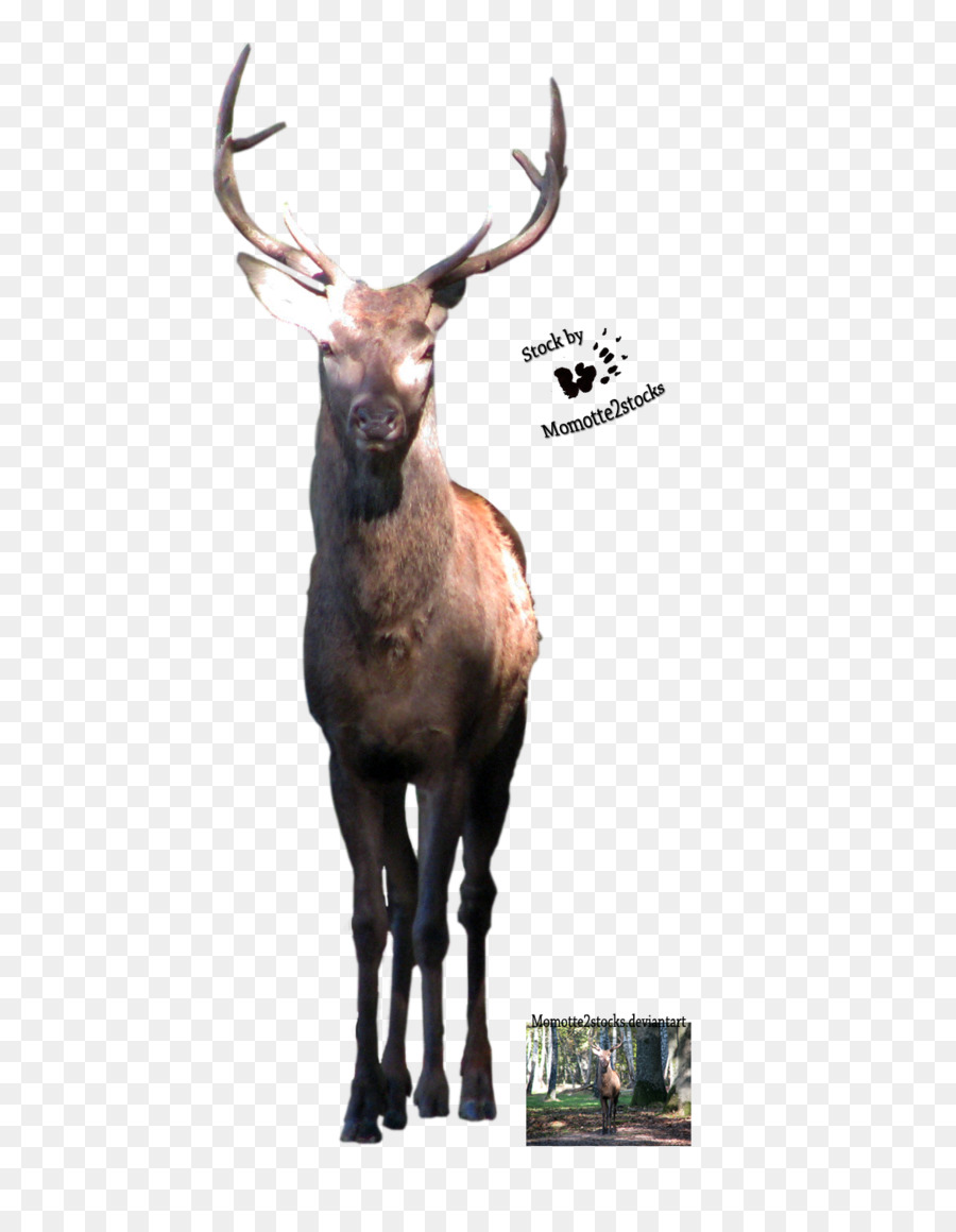 Elk Renna - cervo