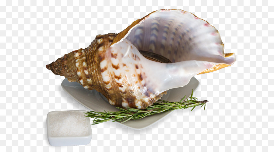 Muschel Meeresschnecke, Muschel-Schalentier - Meer